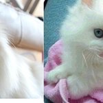 사진有!!!!!!!!!!!!!!사막여우 닮은 우리집 개판 ㅋㅋ!...