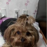 "잃어버린 강아지 '아롱이'를 찾습니다"