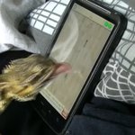 게임하는 동물 패러디하다가 낭패