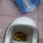 (사진은有재석뒷북ㅈㅅ)※※※※※삼가故파우치의 <b>명복</b>을빕니다※※※※※