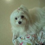 사진有)))여친집 강아지가 털이 밀리더니.....ㅠ