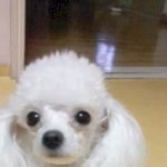 ㅇ..일..일본여자애가 .. 저..저를 좋아한....... 　　　살려주세요...