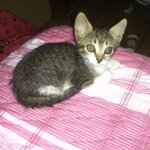 우리 <b>찡찡이</b> ♥.♥   [ 고양이판 ]