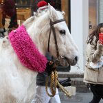 명동에 <b>왠일</b> ? 진짜 백마 등장!!!!!!!!!!!!