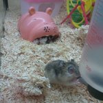 놋떼마트 <b>팬더</b>마우스