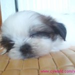 사진多多多多多)저희집 다<b>롱이</b>를 소개함니닼ㅋㅋㅋ ♥♡♥♡♥♡♥♡♥♡♥♡