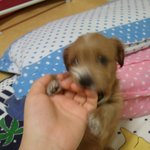 ●●사진有))회사  못가게 하는 고마운犬 개쿤●●