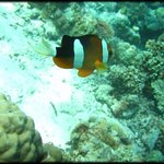 <b>니모</b> 인증[2]