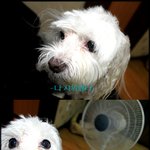 (개판) ☆★☆★천의 얼굴을 가진 우리 퐁이를 소개합니다☆★☆★(스압주의...