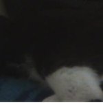 우리 고양이 <b>토끼</b> 닮지 않았나요?? 사진(有