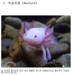 ★펌★ 세계의 신비한 물고기