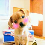 ★★★★강아지가 <b>인형</b>같아>3<★★★★