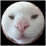 [고양이판] <b>산책</b>냥이 우리 "응"이 소개합니다 :)