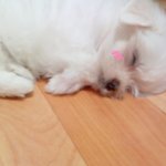 우리집 초초초귀요미 토<b>토양</b>을 소개합니다!!