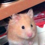 <b>하루</b>에 한번이상 <b>청소</b>라는 개념을 심어준 우리집 막둥이들~*(혐오...