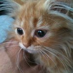 <b>슈렉</b>고양이 실사판ㅋㅋ