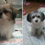 어느 강아지가 더 못생겼나요?/ㅋㅋㅋㅋㅋㅋㅋ