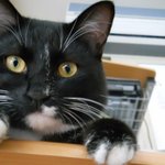 ★☆★현재 동거하고 잇는 냥냥이를 소개할게 (사진有)★☆★