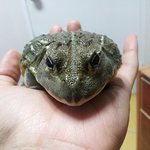 '<b>두꺼비</b> 능욕' 동영상 그 또 다른 능욕!!