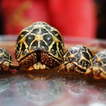 안녕하세요. 저는 파충류를 키우는사람입니다