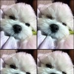 ★우리 뭉뭉이 '둥이'를 소개합니다(사진有 많이 有!!!!)★