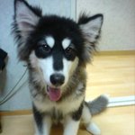 (개판)울집 강아지들을 소개합니다 ^^