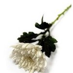 ▶▶▶▶▶▶▶대구 중학생 자살 유서◀◀◀◀◀◀◀