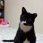 [고양이판] 흰<b>양말</b> 신다 만 우리집 턱시도 뚱냥이>.< (스압)