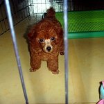 사진있으有) 우리집 개'<b>보리</b>'를 소개해요~^^