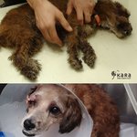 광화문소망이폭행사건...진짜사람이할짓이아니야