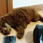 사진있음ㅋㅋㅋㅋㅋ우리집 개 금둥이를 소개할게영