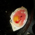 ★혐오스러운 계란....★