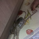★★★★★인간산낙지의 탈출★★★★★
