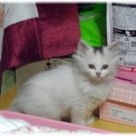 [고양이 판] 우리 <b>마오</b>를 소개합니다  ^u^* ★★★ 스압주의...