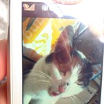 ★★크리스마스에 길냥이 밥줬어요★★
