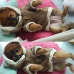 ☆★(개판)사진有 <b>귀척</b> 쩌는 콩