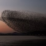 ★★★★1○2○ 가창오리<b>군무</b>에 대해서 부탁합니다★★★★