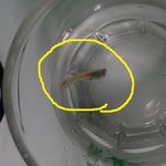 !!사진有 급해요!!!물고기 <b>구피</b>가 이상해요 방법좀알려주세요 ㅠㅠㅠ