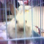 우리집 노령토끼 이야기