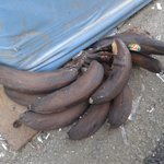 (사진有)춥냐??...바나나도  춥다..