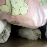 삐약이 판을 보고.. 우리집 닭 뿅뿅 판도 올려봄.^^*