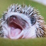 #고슴도치판# <b>밤톨</b>이 돼톨이 <b>밤톨</b>이 돼톨이