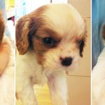 [개판/사진多] 특기는 없고 그냥 엄청나게 귀여운 강아지 마늘입니다...