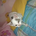 ☆★<사진有>우리집 고양이 옹이를 소개합니다!!!!!!!★☆