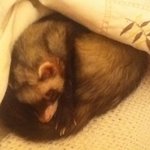 페럿판이당! (주의 쥐 아님. 사진 유느님)