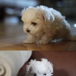 ★개판★내겐 너무 이쁜 우리 <b>두부</b>