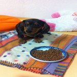 ★우리집 흔개 닥스훈트 초코를 소개합니다.★