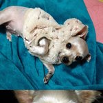 (개판) 개 가발이라고 들어보셧나요???