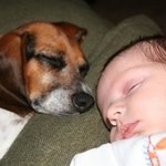 귀여움이 두배, 아기와 <b>동물</b>들