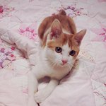 ★☆(고양이판)우리집 장군 밥충길을 소개합니다.